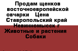 Продам щенков восточноевропейской овчарки › Цена ­ 3 000 - Ставропольский край, Невинномысск г. Животные и растения » Собаки   